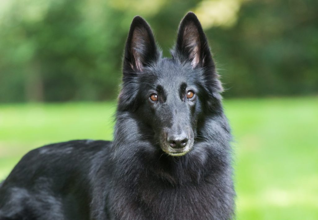 belgian sheepdog groenendael