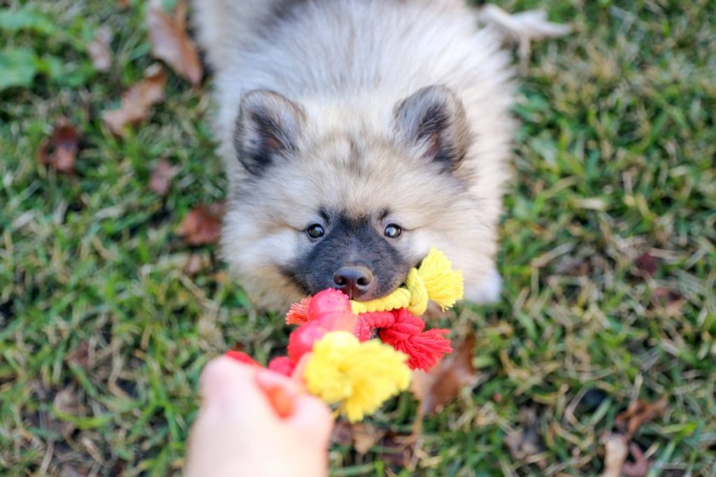 Playful Keeshond Puppy