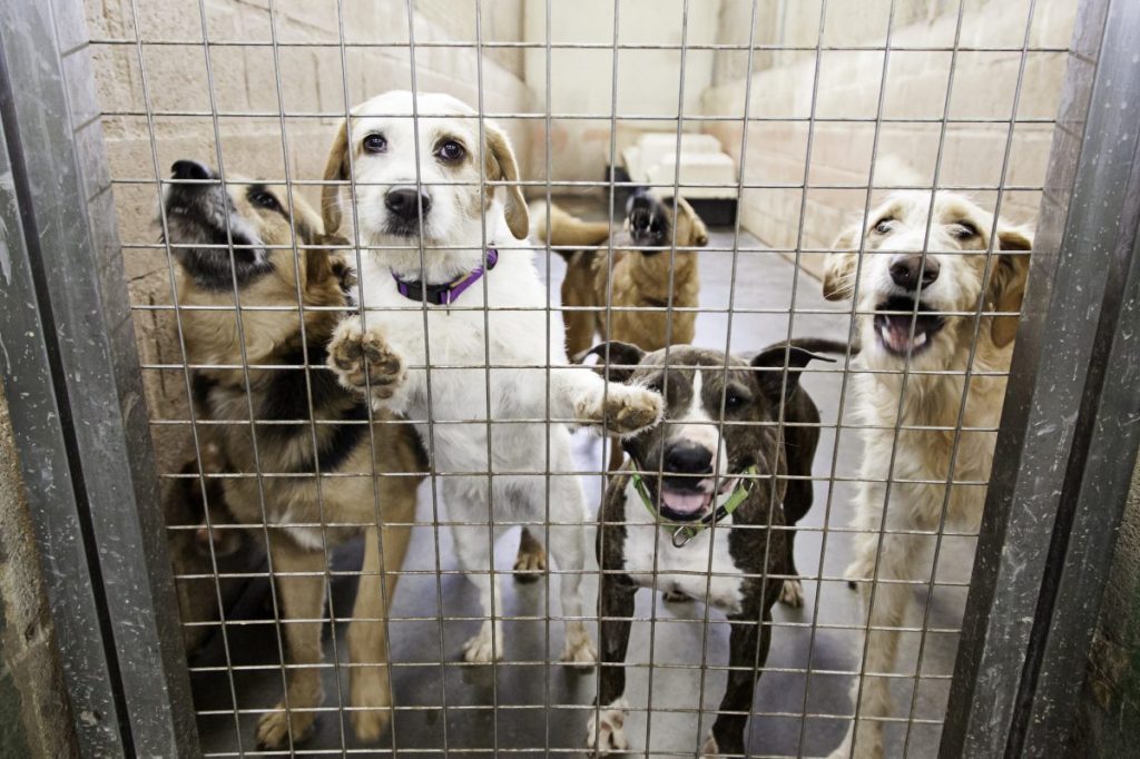 Woman arrested for dog abuse. Kennel of abused dogs from animal rescue.