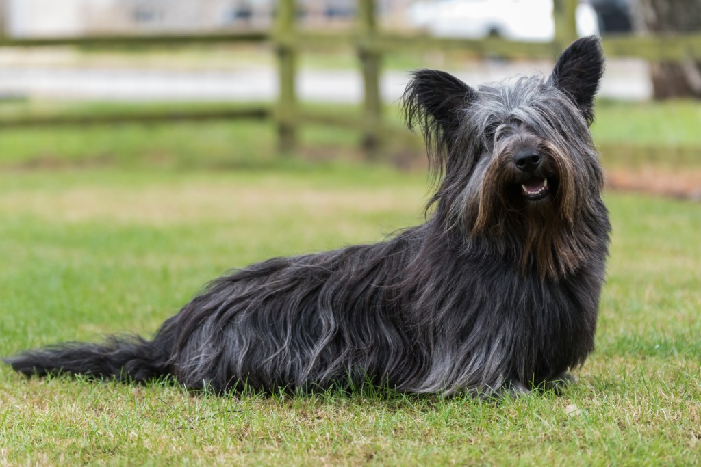 Skye Terrier sitting in field