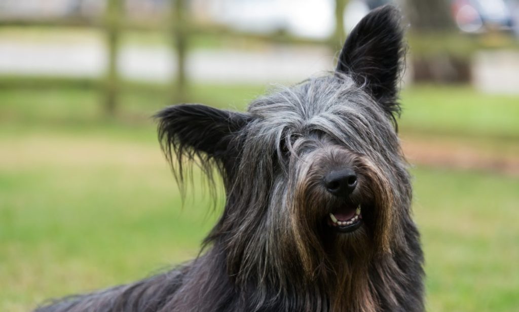 Skye Terrier smiling