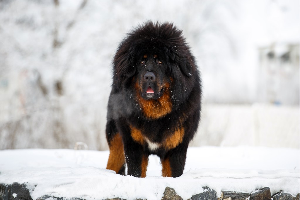 Beautiful Tibetan Mastiff on the background of the winter landscape of nature.
