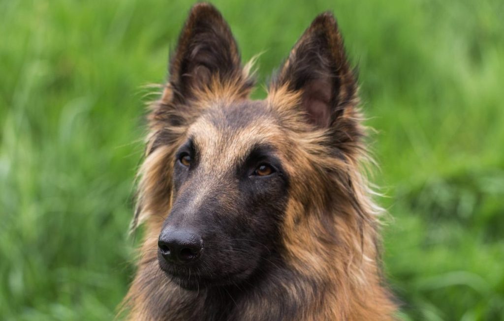 Belgian Tervuren portrait