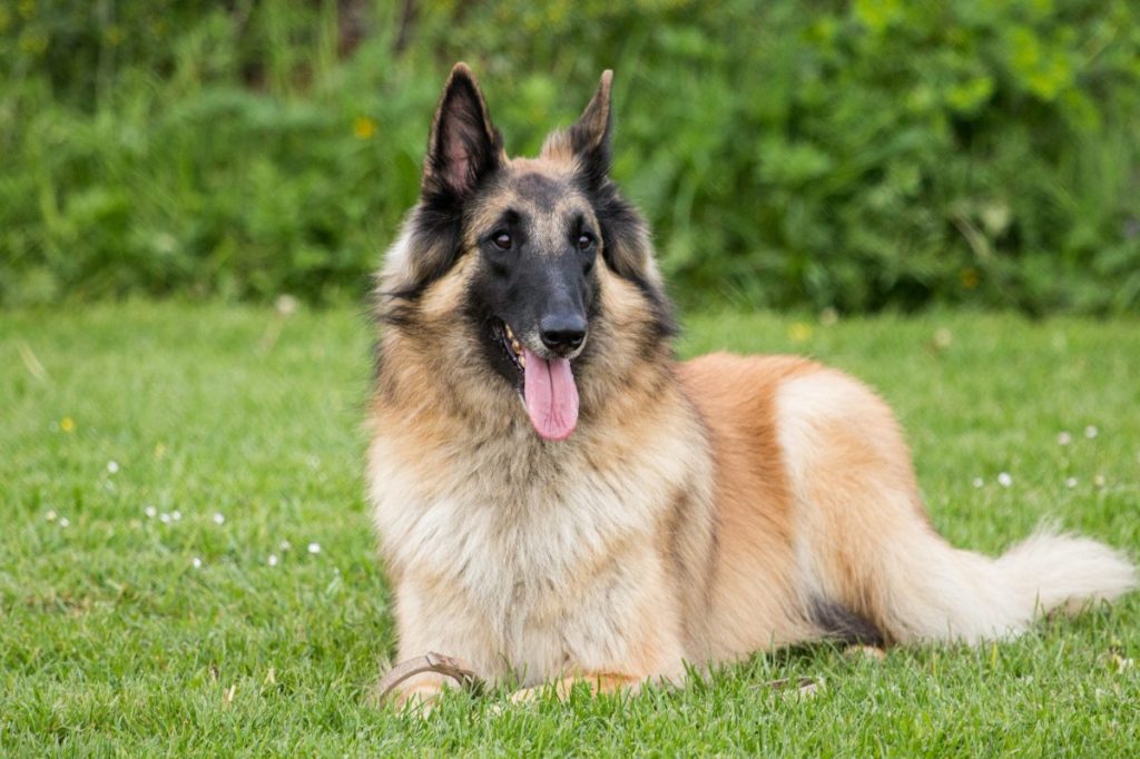 Belgian Teruven portrait