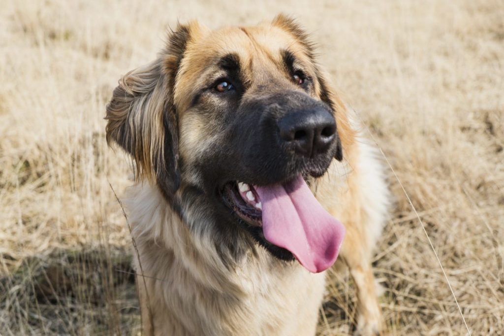 smiling leonberger dog