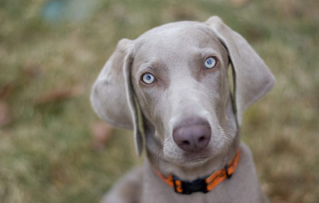 Close-up of young Weimaraner.