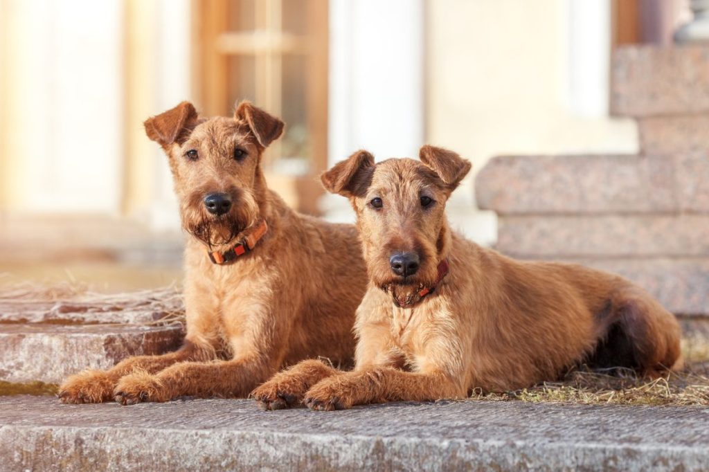 two irish terriers sitting