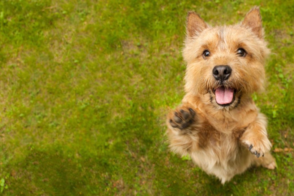 Norwich Terrier standing