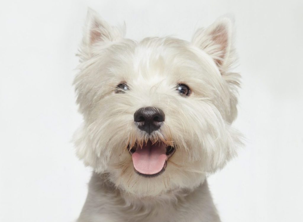 West Highland Terrier