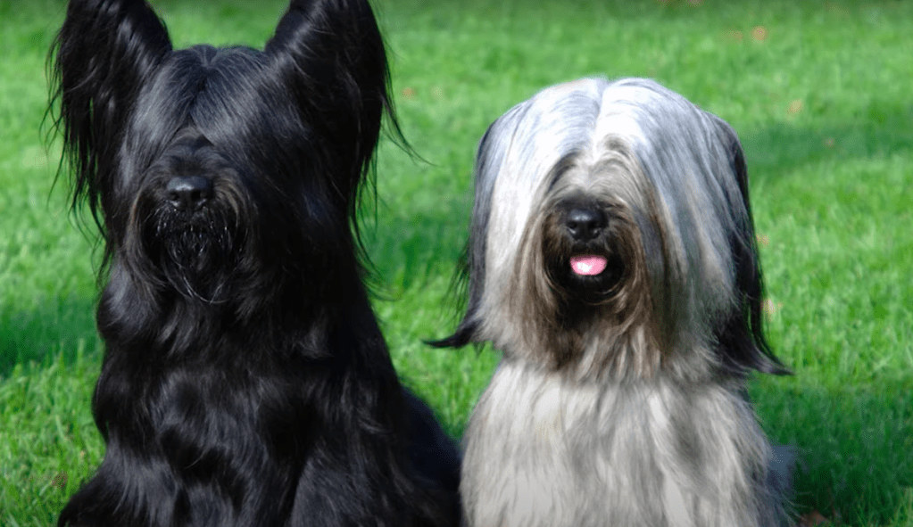 Two skye terriers