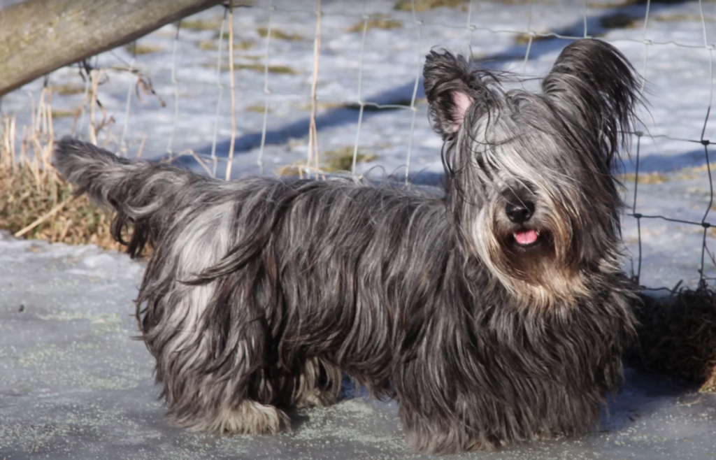 silky skye terrier