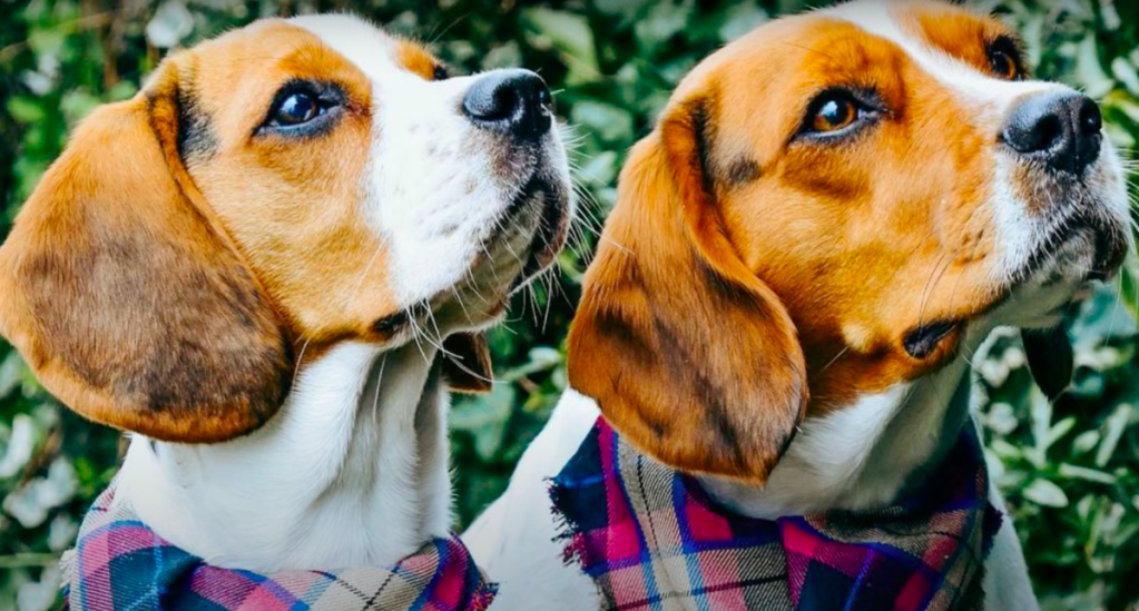 two cute beaglier dogs