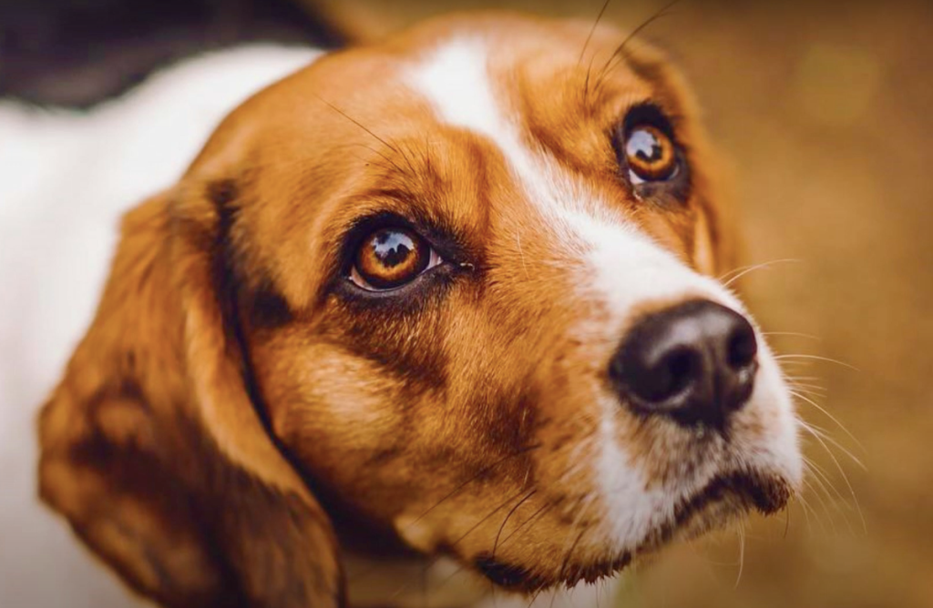 beaglier dog breed