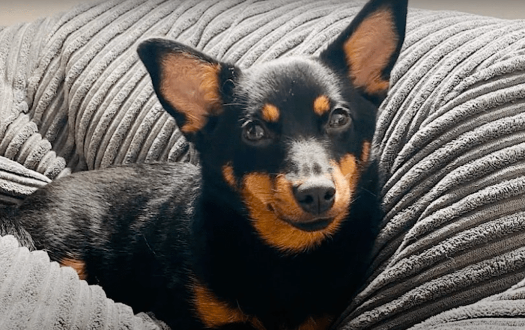 lancashire heeler sitting