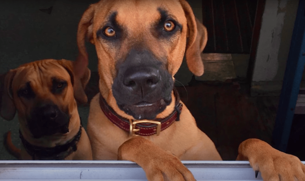 two black mouth cur dogs