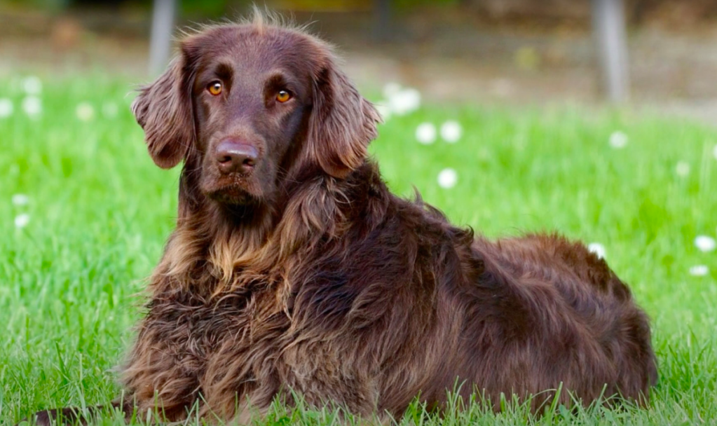 German Longhaired Pointer