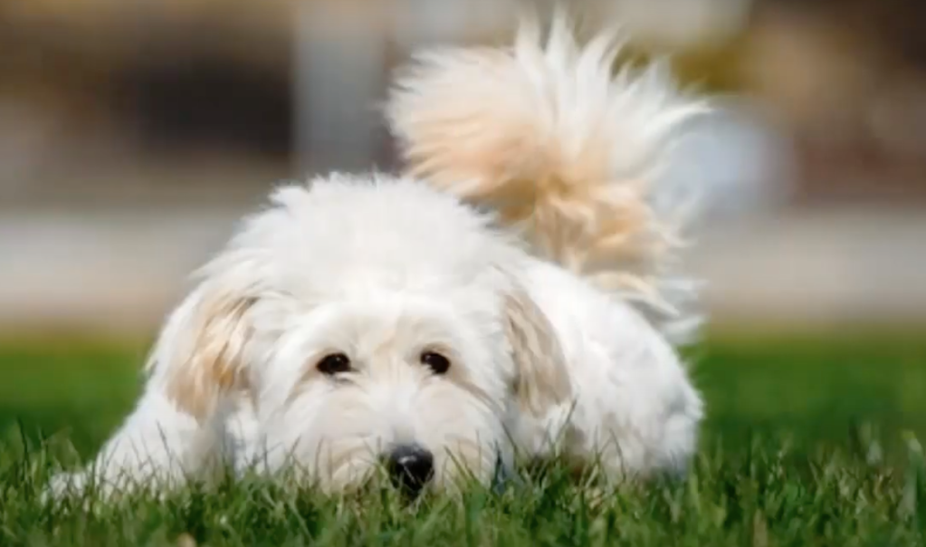 young pyredoodle playing in the grass