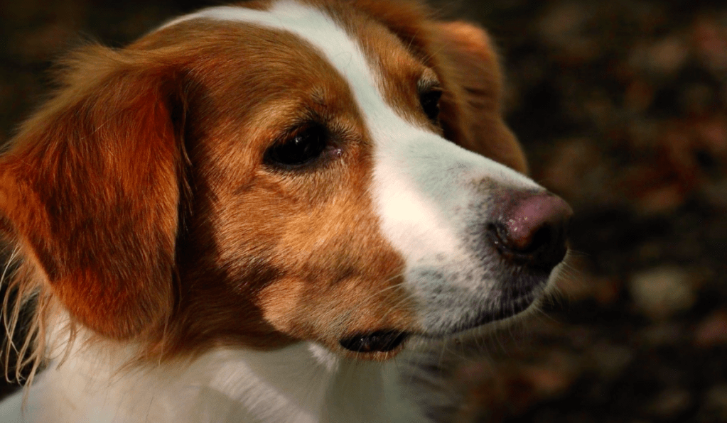 Kooikerhondje sitting