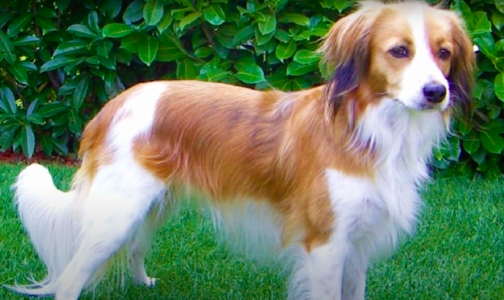 Kooikerhondje standing