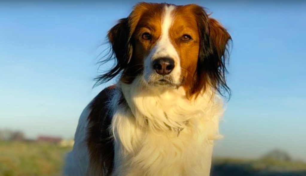 Kooikerhondje standing