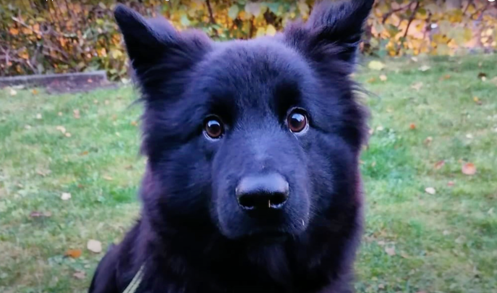 swedish lapphund listening