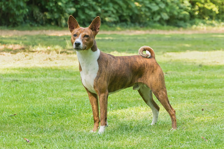 White and tan Canaan dog standing in a field.