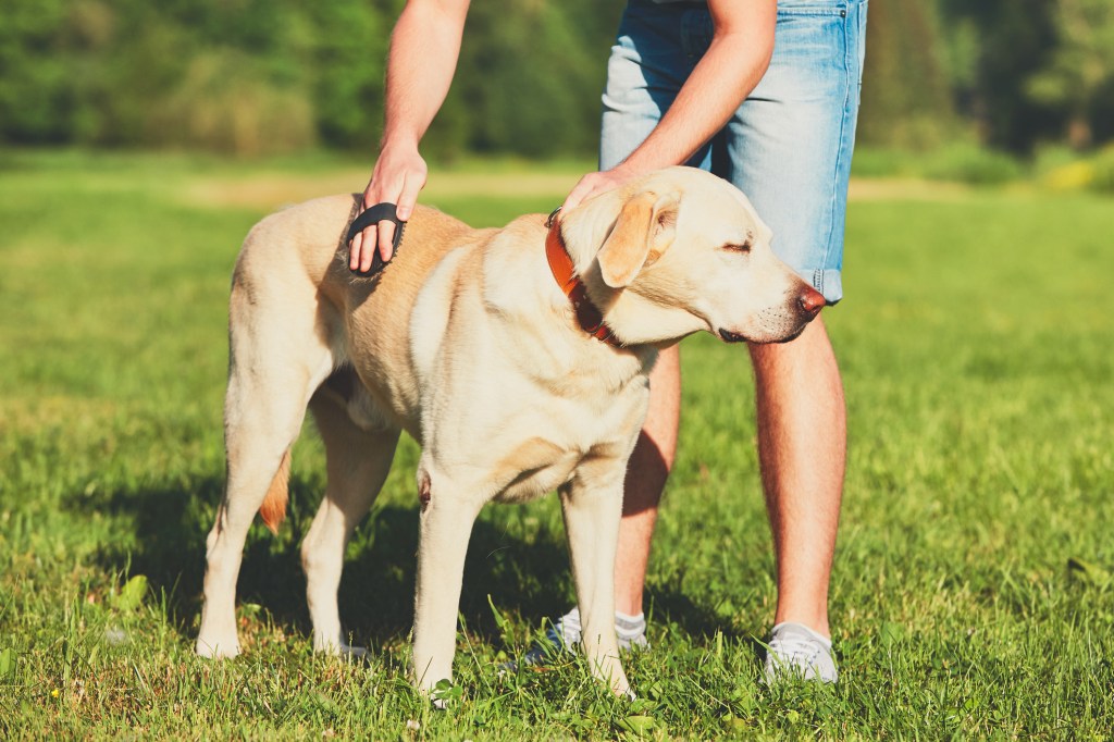 Man brushing his dog outdoors. Removing dog hair and dog fur from pooch.