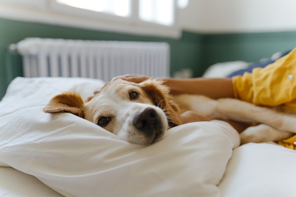 Young woman and her dog relaxing in bed.