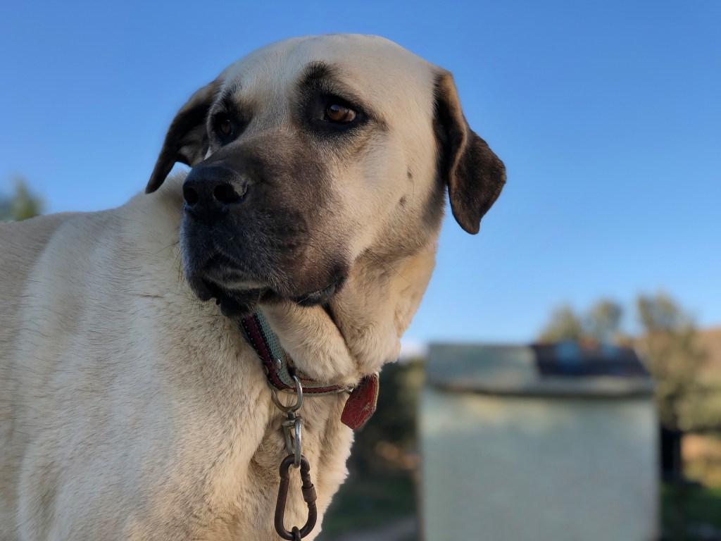 Anatolian Shepherd dog.