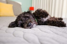 Dog lying on the bed on the mattress. How to remove dog hair and fur from bed.