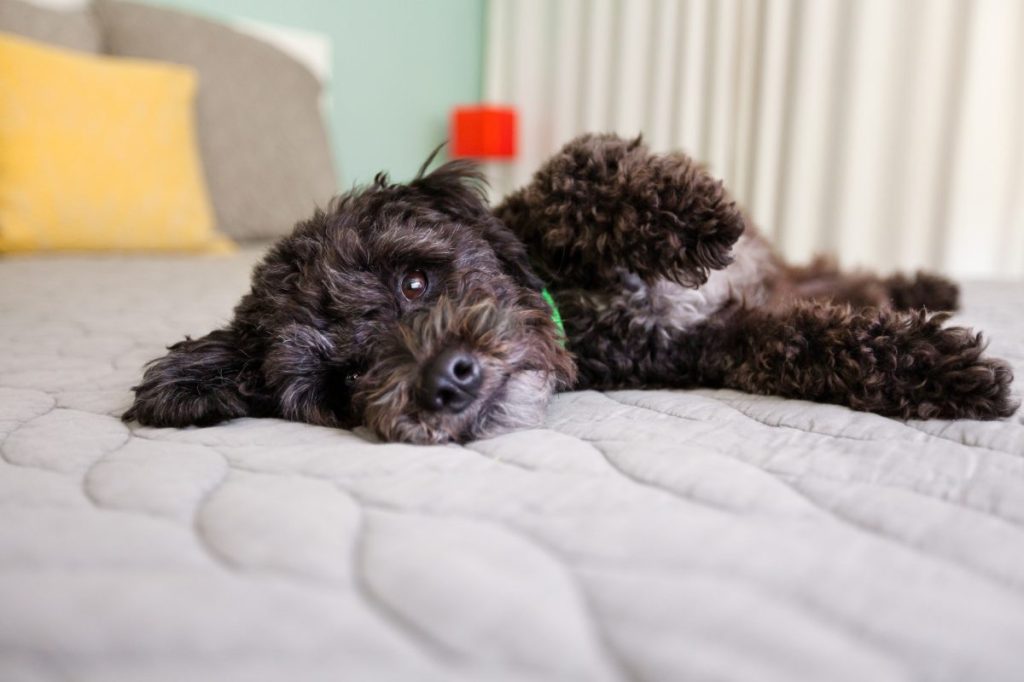 Dog lying on the bed on the mattress. How to remove dog hair and fur from bed.