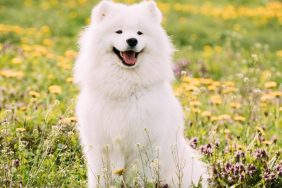 enneagram type one dog breed