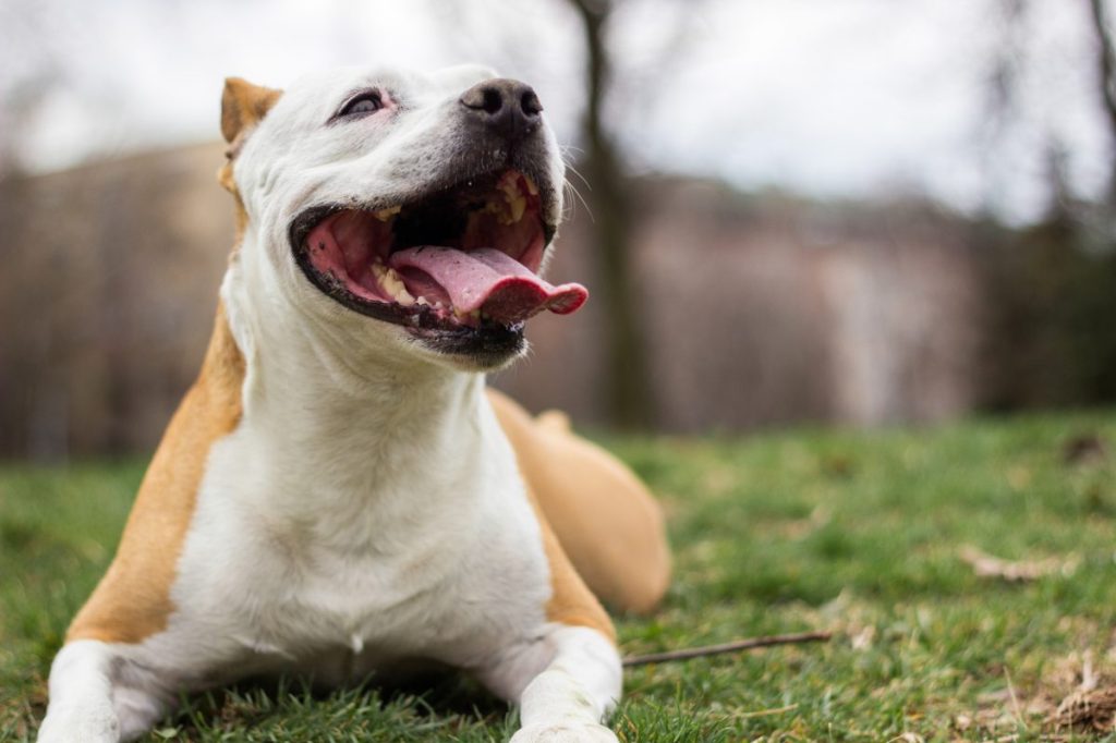 Happy Pit Bull dog