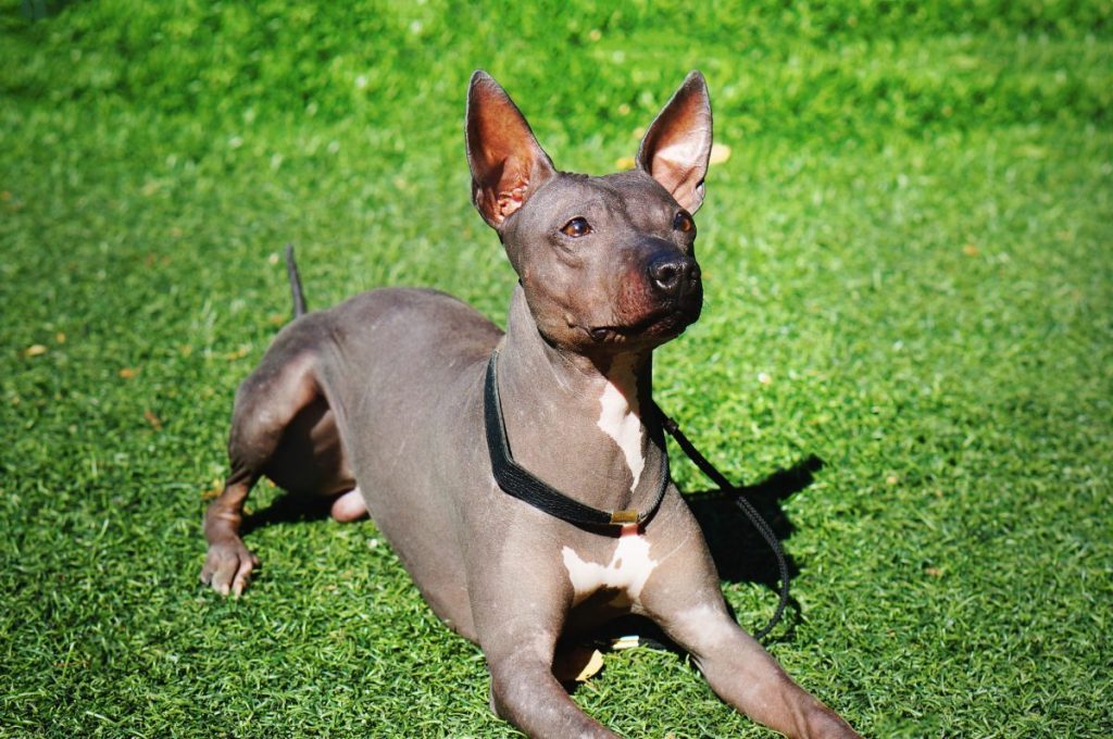 American hairless terrier lying down