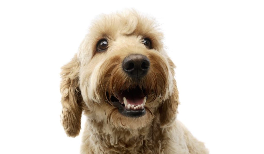 Portrait of an lovely lagotto