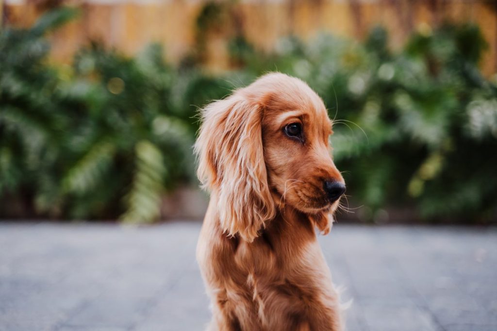 spaniel puppy sitting on street