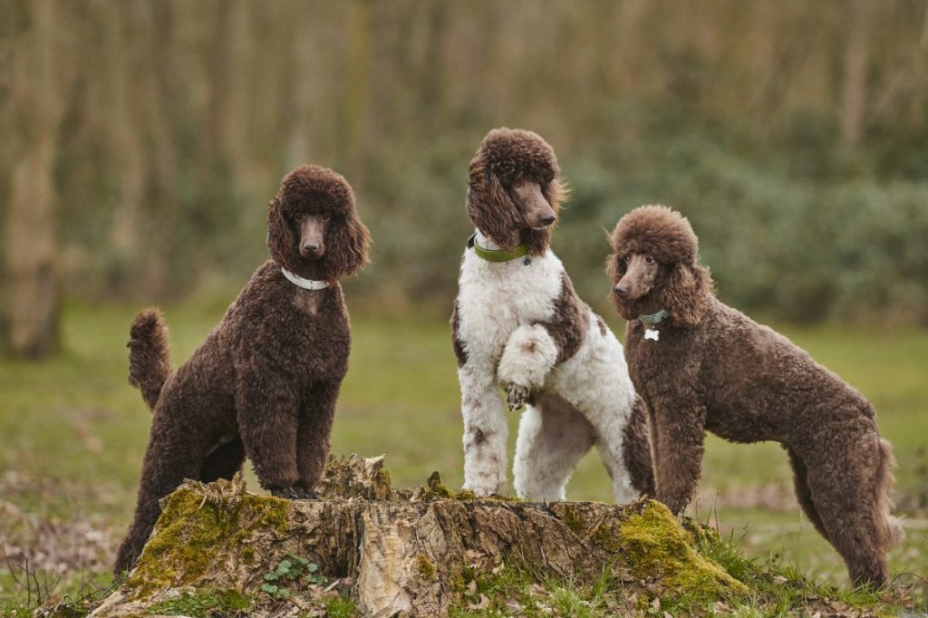 Standard Poodles