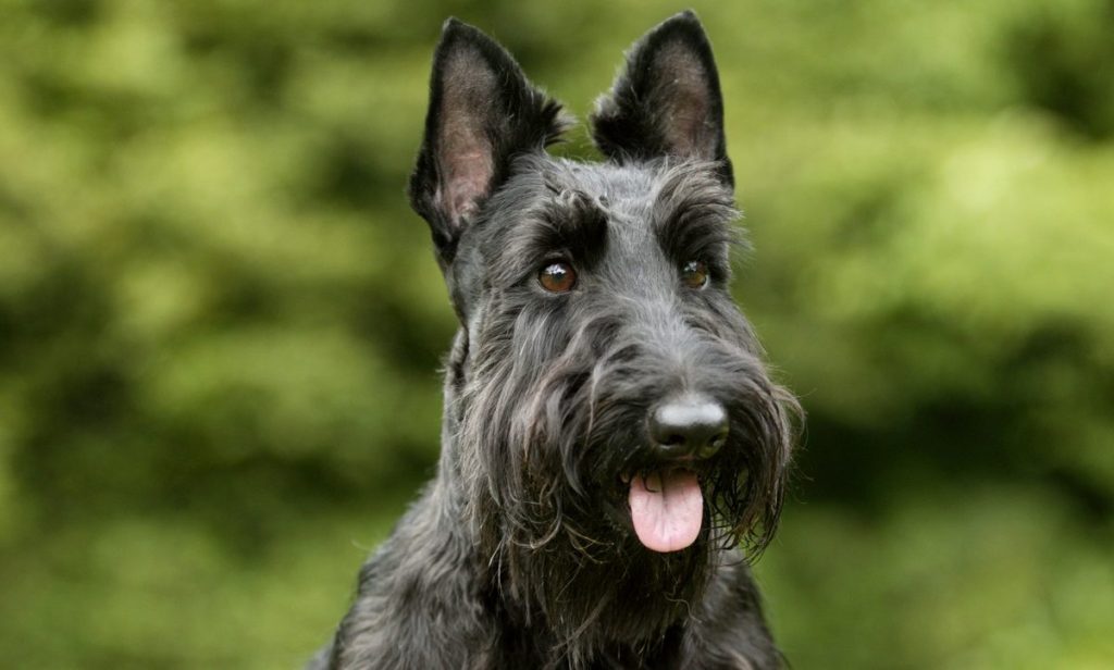 Scottish Terrier sitting