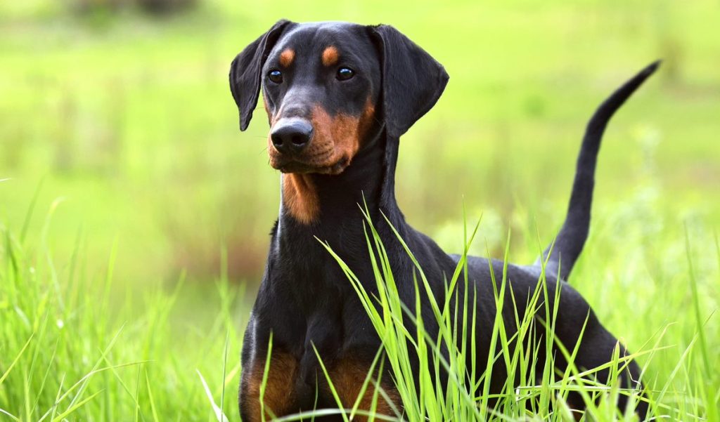 German Pinscher dog