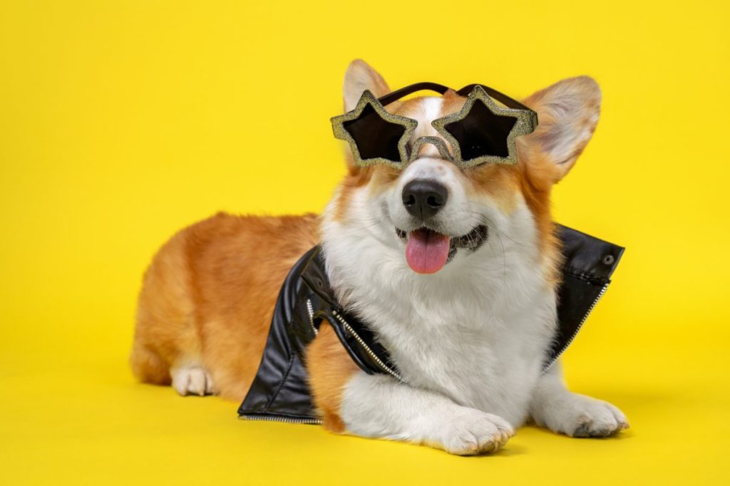 Tour de Corgi saw dogs dress up in costumes