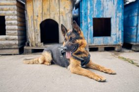 German Shepherd dog lying on ground