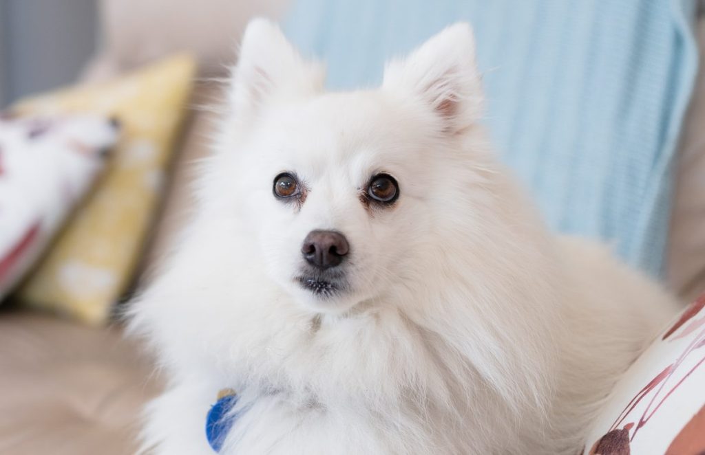 White Japanese Spitz at home