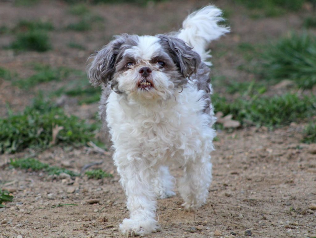 gray and white toy poodle walking on path