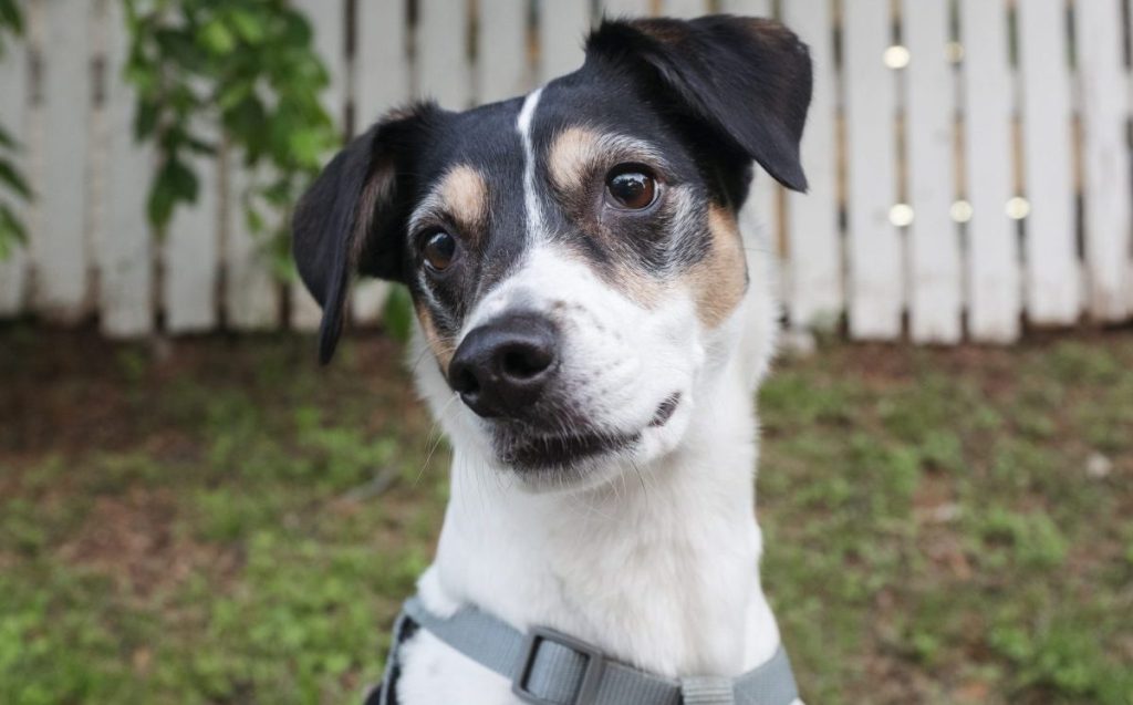 Rat Terrier close-up.