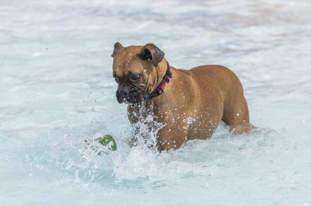 Boxer dog Cali plunged into the algae-covered lake looking for her ball, and emerged resembling the Hulk