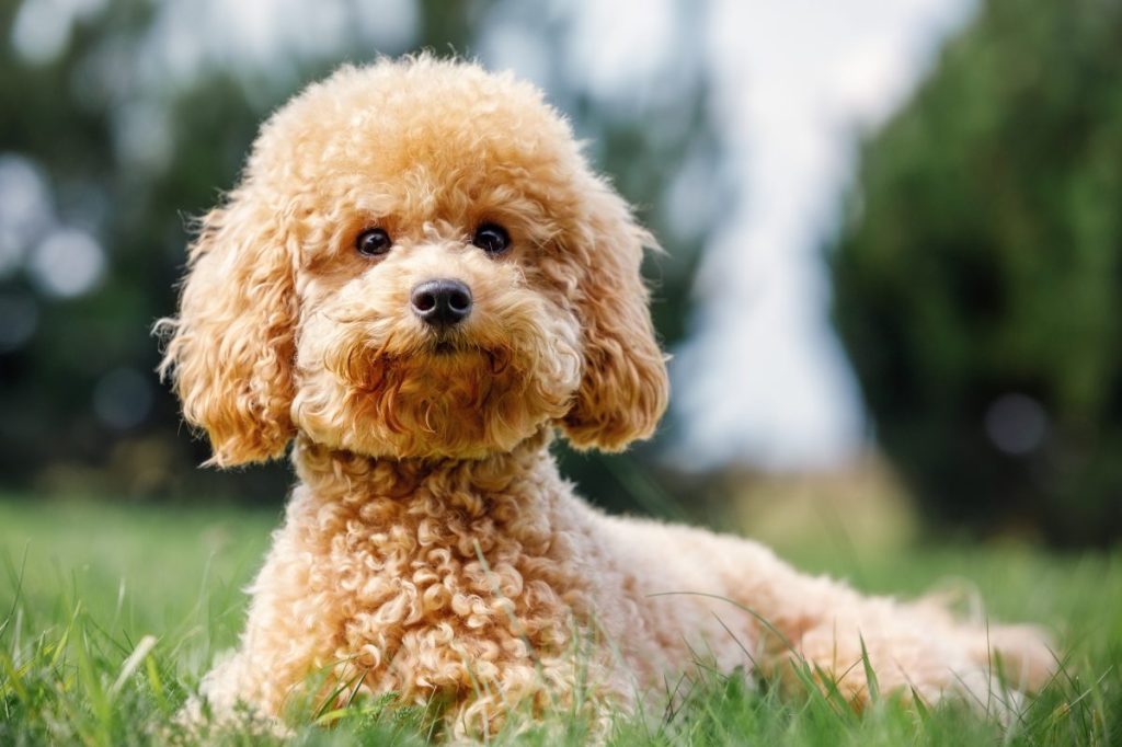 Poodle on the grass.