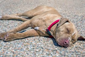 dog sleeping on road