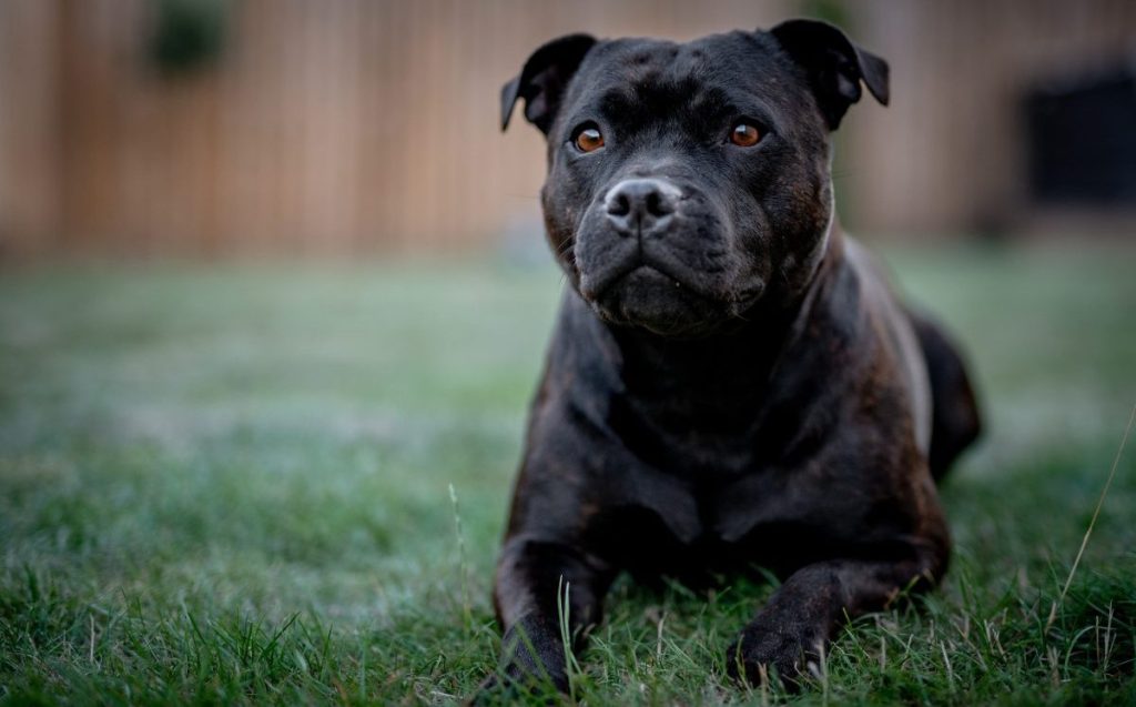 Staffordshire Bull Terrier or Pit Bull, cheapest dog breed, on grass.