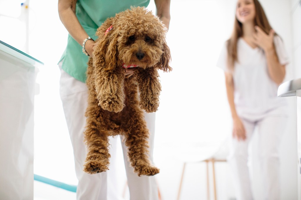 A Poodle being checked for degenerative disc disease.