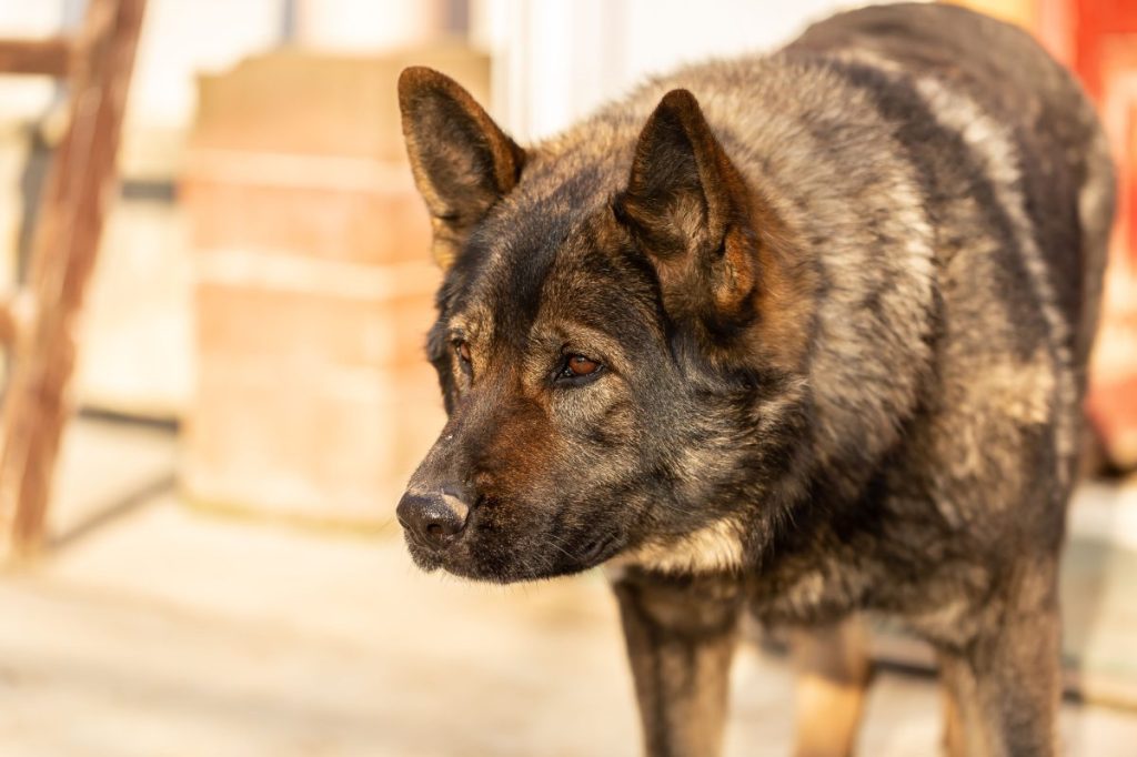 brown Kai Ken breed dog